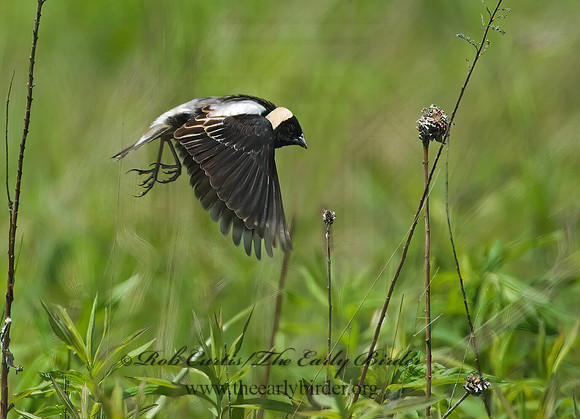 Dolichonyx oryzivorus  BOBOLINK 8004206z