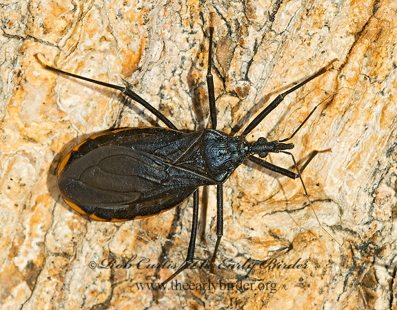 Triatoma recurva 6026449z