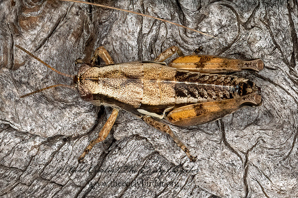 Paraidemona  SPUR-THROATED GRASSHOPPER  3035840z