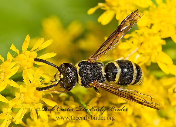 Euodynerus foraminatus 8016865z