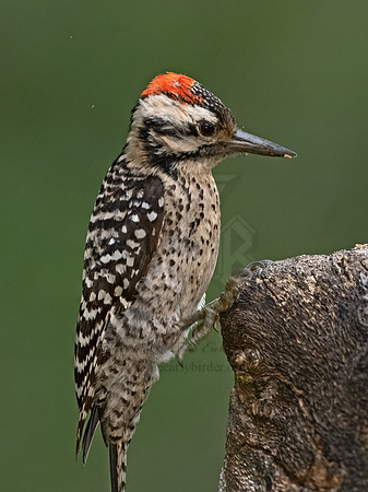 Dryobates scalaris  LADDER-BACKED WOODPECKER 3035543z