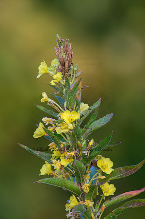 Oenothera biennis  COMMON EVENING PRIMROSE 9015153z