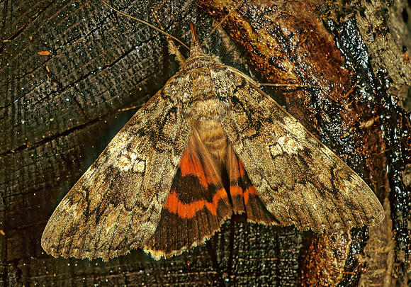 Catocala innubens  THE BETROTHED 114207z