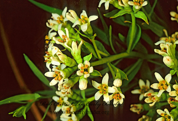 Comandra umbellata - BASTARD TOADFLAX 11352z