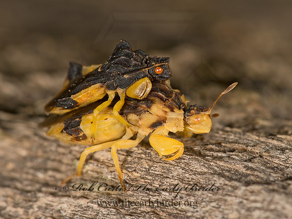 Phymata 9026176z