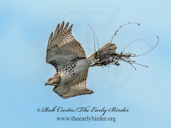 Buteo jamaicensis RED-TAILED HAWK 9091181 (1)