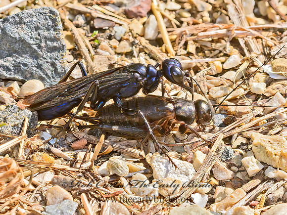 Chlorion aerarium  STEEL-BLUE CRICKET HUNTER 9064172z