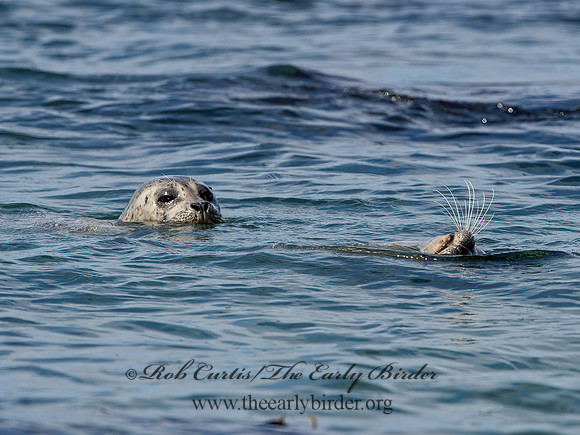 Phoca vitulina  HARBOR SEAL 9059651z