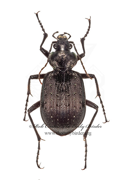Calosoma frigidum 9015878z