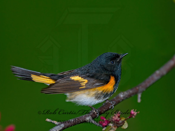 Setophaga ruticilla  AMERICAN REDSTART 7014623z
