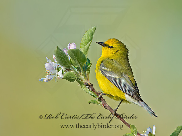 Vermivora cyanoptera  BLUE-WINGED WARBLER 9029651z