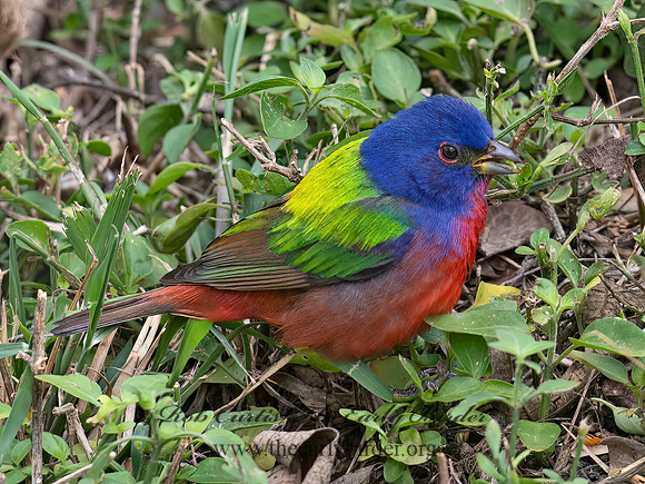 Passerina ciris  PAINTED BUNTING 6039227z