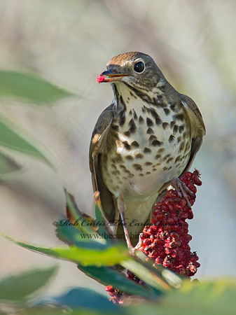 Catharus guttatus  HERMIT THRUSH 9014989z