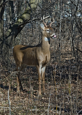 Odocoileus virginianus  WHITE-TAILED DEER  5017827z