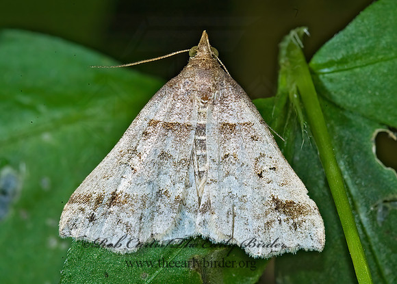 Phalaenophana pyramusalis  DARK-BANDED OWLET 5009809 z
