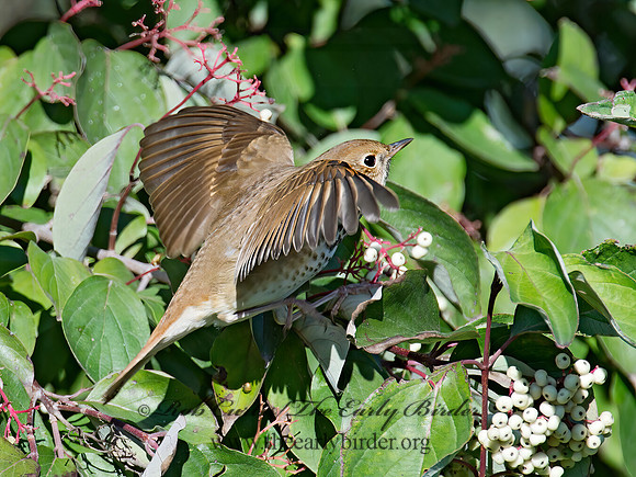 Catharus guttatus  HERMIT THRUSH 9015513z