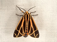 Apantesis TIGER MOTH 9052968z