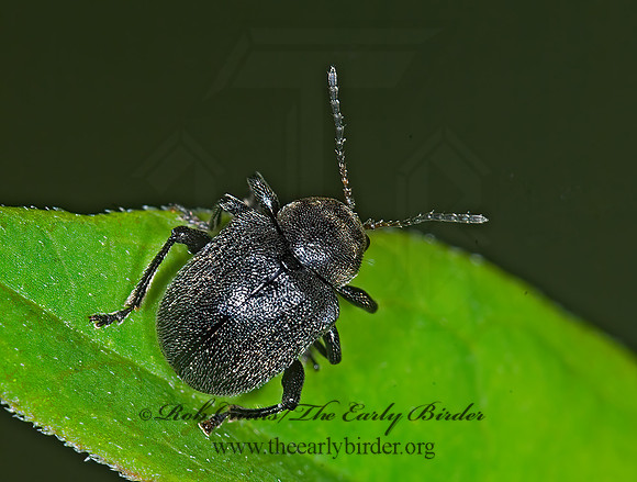 Bromius obscurus 6007931z