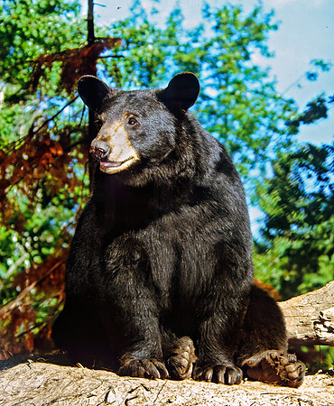 Ursus americanus  BLACK BEAR  302336z
