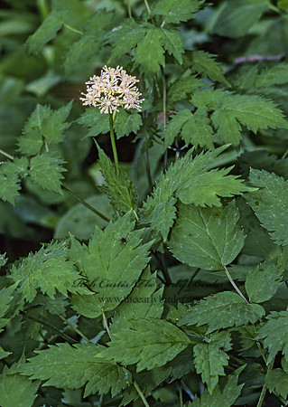 Osmorhiza longistylis  SMOOTH SWEET CICELY 265821z