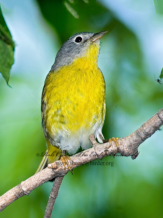 Oreothlypis ruficapilla  NASHVILLE WARBLER 6006631 z