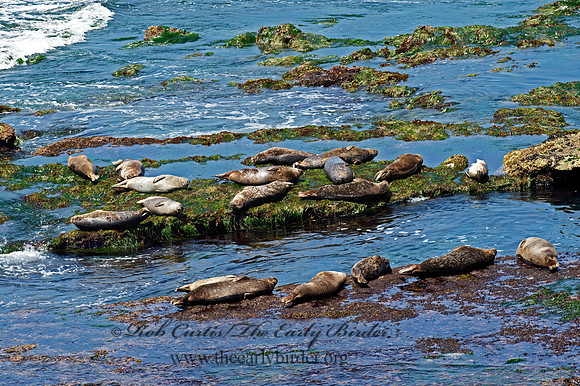Phoca vitulina  HARBOR SEAL 9055733z