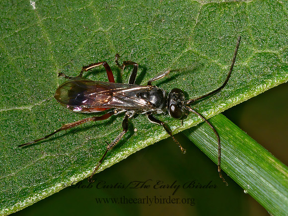 Caliadurgus fasciatellus  PEPSINI SPIDER WASP 1305524z