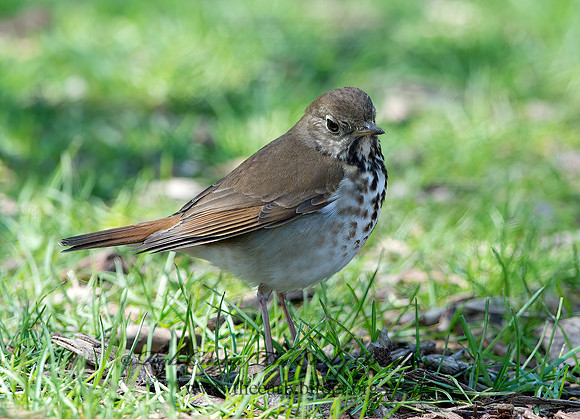 Catharus guttatus  HERMIT THRUSH 9037310z