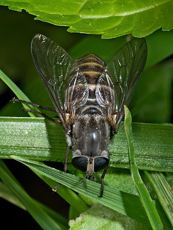 Stonemyia rasa HORSE FLY 9090337z