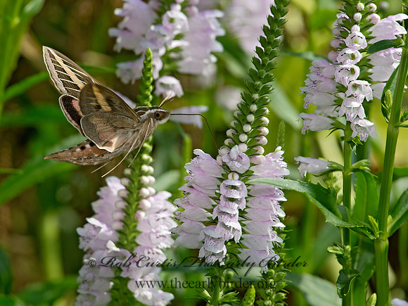 Hyles lineata  WHITE-LINED SPHINX 9014148 z