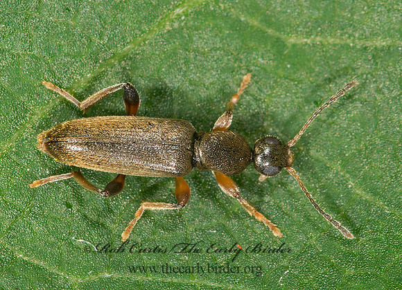 Macratria murina 9013698z
