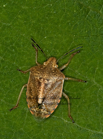 Thyanta custator  RED-SHOULDERED STINKBUG 5016570z