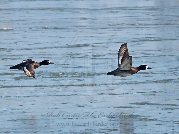 Aythya marila  GREATER SCAUP 6037483z
