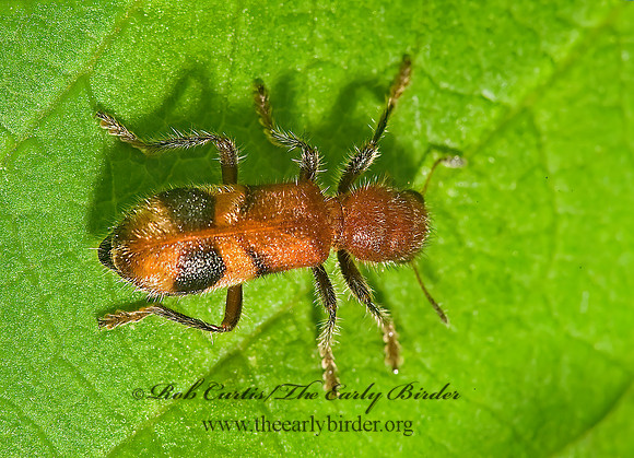 Enoclerus rosmarus  CHECKERED BEETLE 8005936z