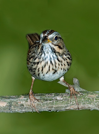 Melospiza lincolnii  LINCOLN'S SPARROW 5007067z