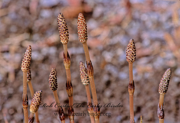 Equisetum arvense  COMMON HORSETAIL 229310z