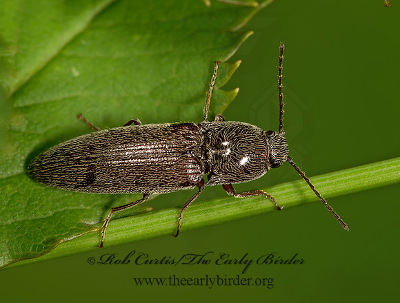 Melanotus americanus~ 9024011z