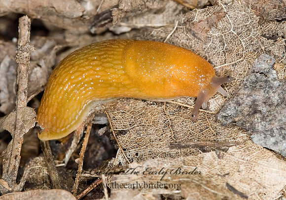 Arion subfuscus 6009928z