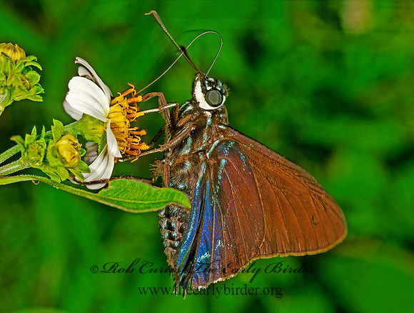 Phocides batabano  MANGROVE SKIPPER 247728z
