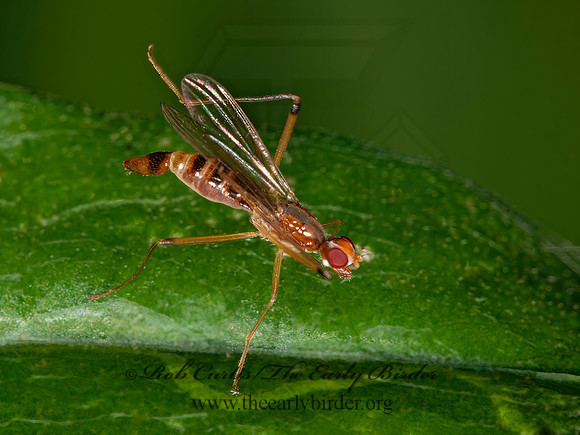 Compsobata univitta  STILT-LEGGED FLY 3015309z