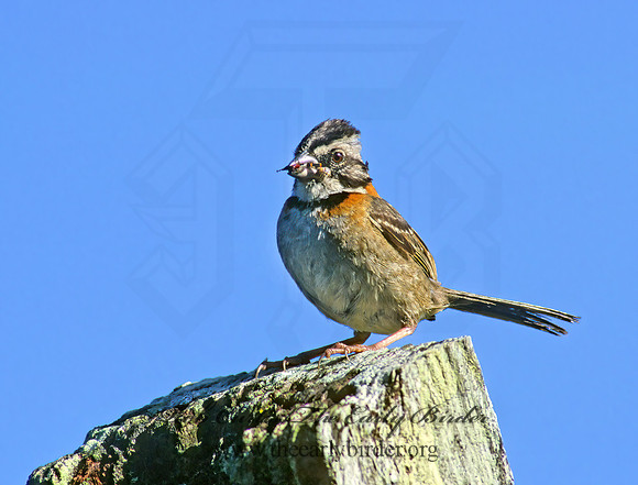 Zonotrichia capensis  RUFOUS-COLLARED SPARROW 205806z