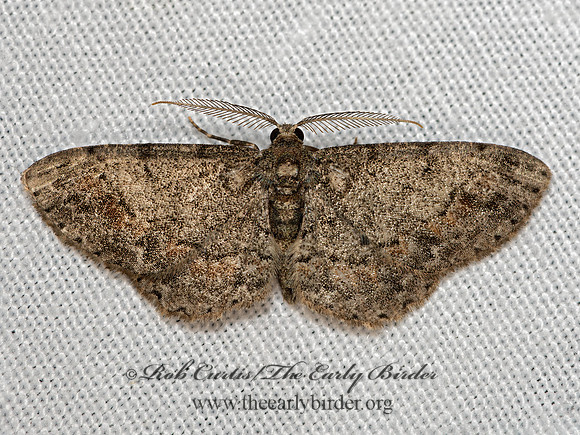 Glenoides texanaria  TEXAS GRAY MOTH 3026055-z