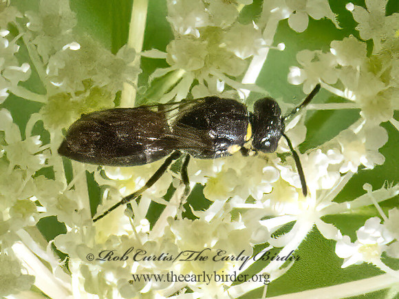 Hylaeus modestus  MODEST MASKED BEE 3022959z
