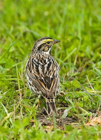 Passerculus sandwichensis  SAVANNAH SPARROW 8012807z