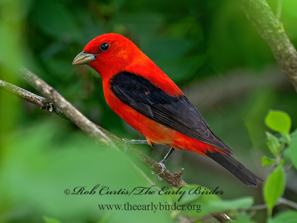 Piranga olivacea SCARLET TANAGER 9087614z