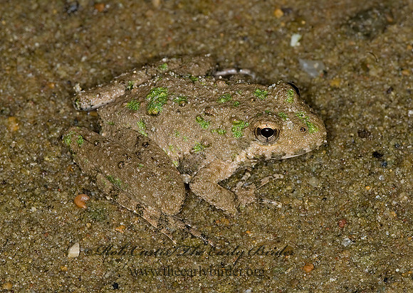 Acris blanchardi  BLANCHARD'S CRICKET FROG 6013347 z