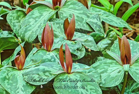 Trillium sessile  TOADSHADE 280115z