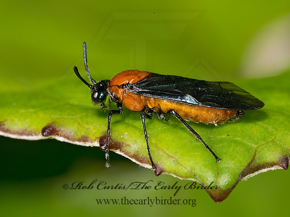 Arge pectoralis  BIRCH SAWFLY 9036045z