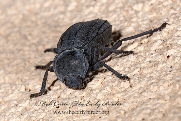 Stenomorpha furca  PIMELIINAE DARKLING BEETLE 3039432z