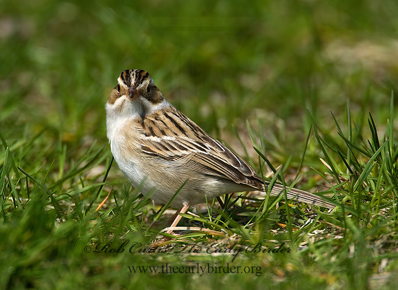 Spizella pallida  CLAY-COLORED SPARROW 8002436z